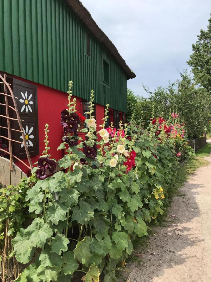 Toepferweg 06 Ferienwohnung Tine Ahrenshoop Zewnętrze zdjęcie